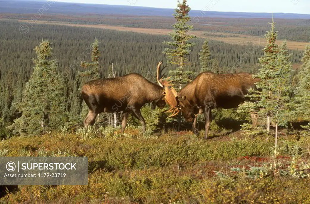 Alaskan Moose, sparring Bulls (A. alces), Denali N.P., AK