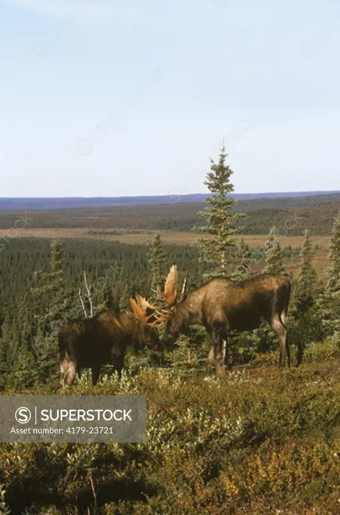 Alaskan Moose, sparring Bulls (A. alces), Denali N.P., Alaska