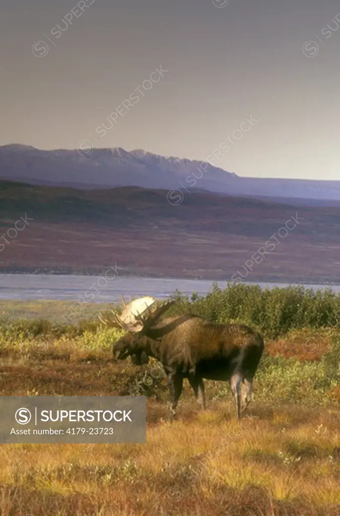 Alaskan Moose (A. alces) Denali NP/AK