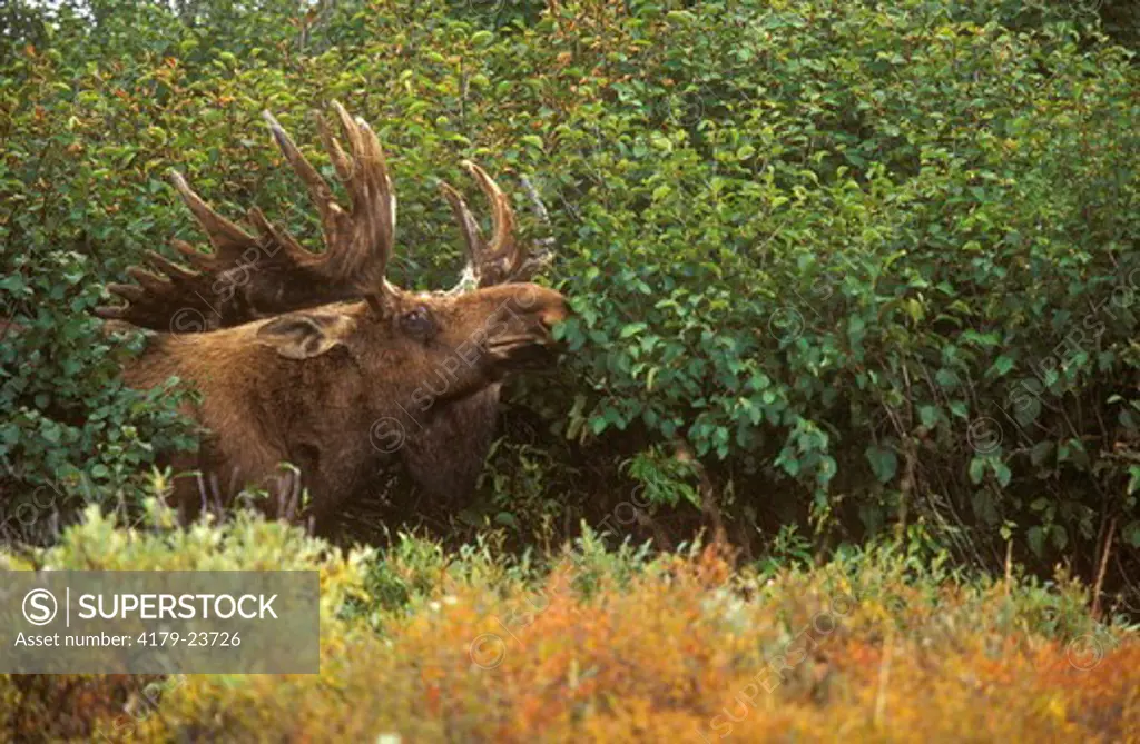 Alaskan Moose (A. alces), Denali NP, AK