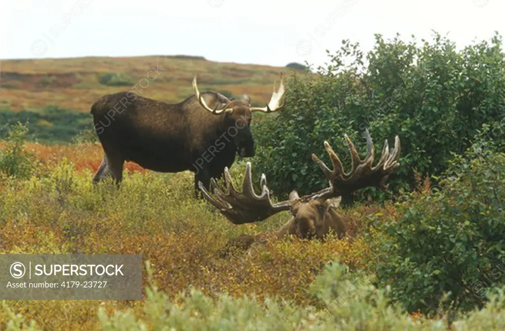 Two Alaskan Moose (A. alces), Denali NP, AK