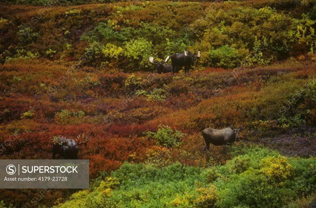 Four Alaskan Moose (A. alces), Denali NP, AK autumn tundra, Alaska