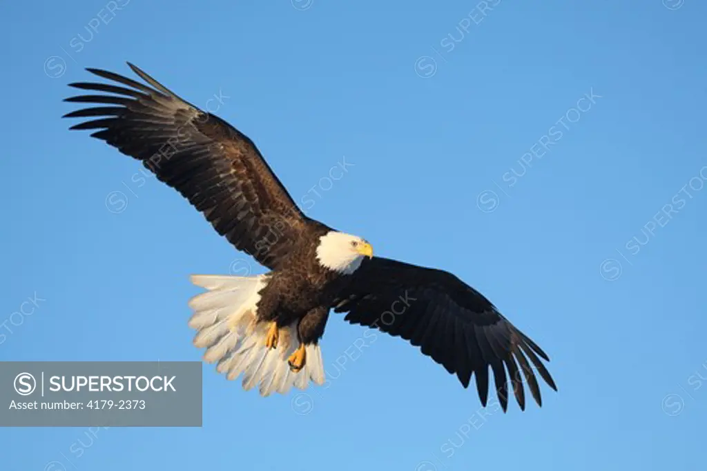 Bald Eagle in flight (Haliaeetus leucephalus) Kenai Penninsula, Alaska