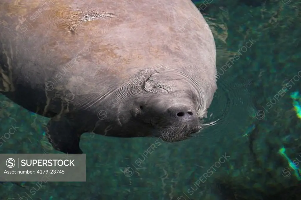 Florida Manatee / West Indian Manatee / Sea Cow (Trichechus manatus) Surfacing to Breathe with only Nose above water / Florida / Florida's official Marine Mammal / Endangered Species (USESA) / Vulnerable (IUCN) / CITES I / Federal protection under Marine