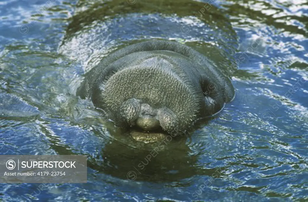 West Indian Manatee (Trichechus manatus) head above water