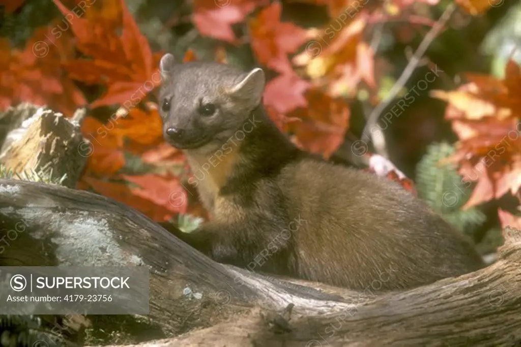 Pine Marten (Martes americana) in Fall, Kettle River, MN, IC