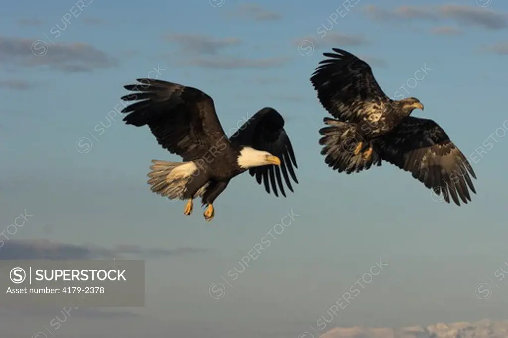 Bald Eagle (Haliaeetus leucocephalus) mature and immature in flight, Homer, Alaska, 3/27/06, Digital Capture