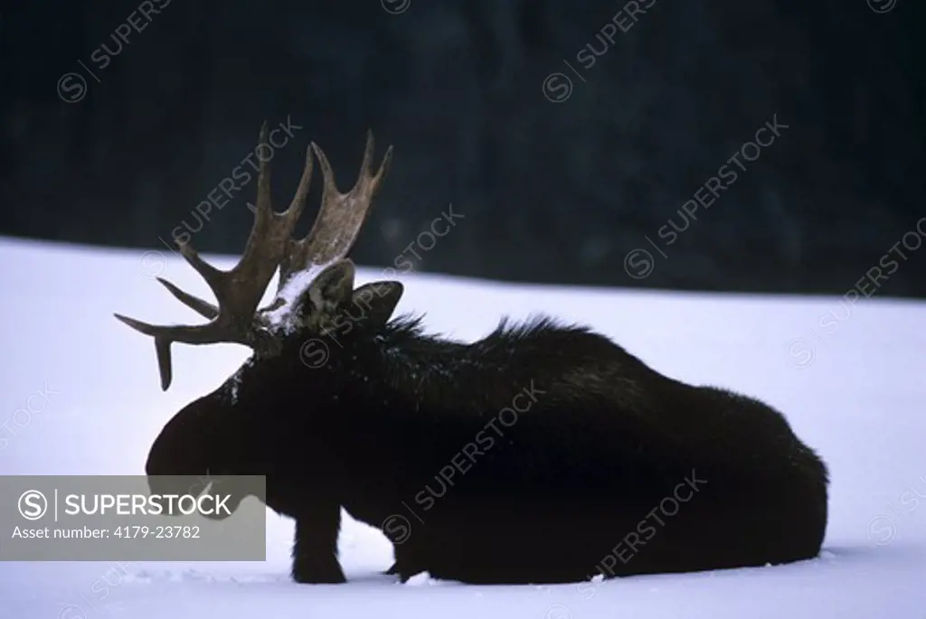 Bull Moose (Alces alces) chewing cud Shrewsbury, VT