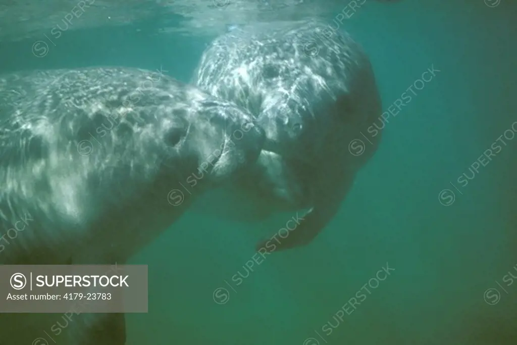 Manatees Touching Snouts (Trichechus manatus) Crystal River, FL