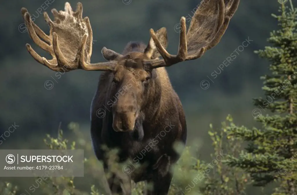 Bull Moose (Alces alces), Denali N.P., AK