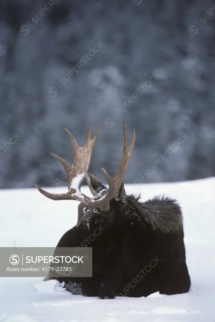 Bul Moose (Alces alces) resting. Shrewsbury, VT