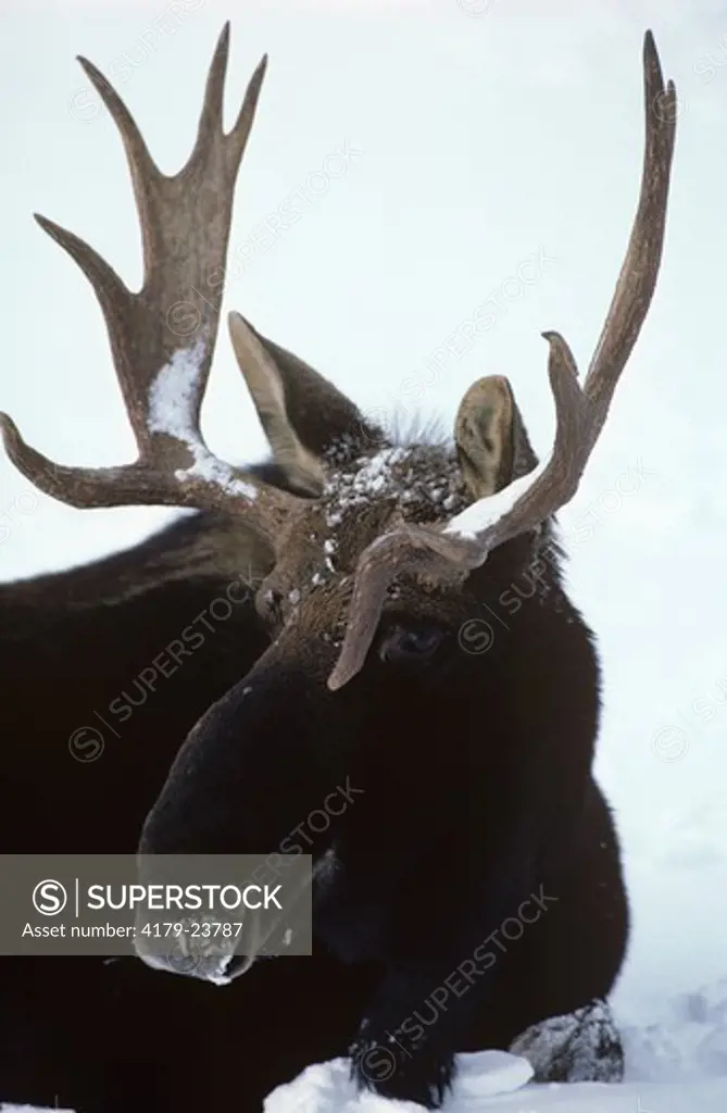 Bull Moose resting (Alces alces) Shrewsbury, VT, Vermont