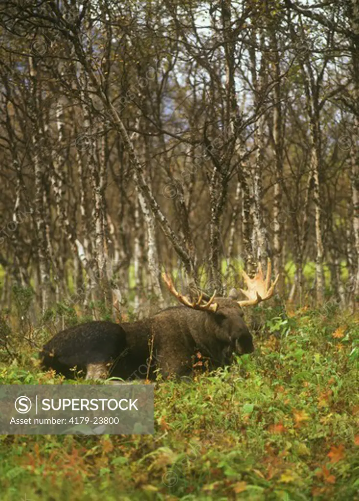 Moose (A. alces), Sareks NP, Lapland, Sweden