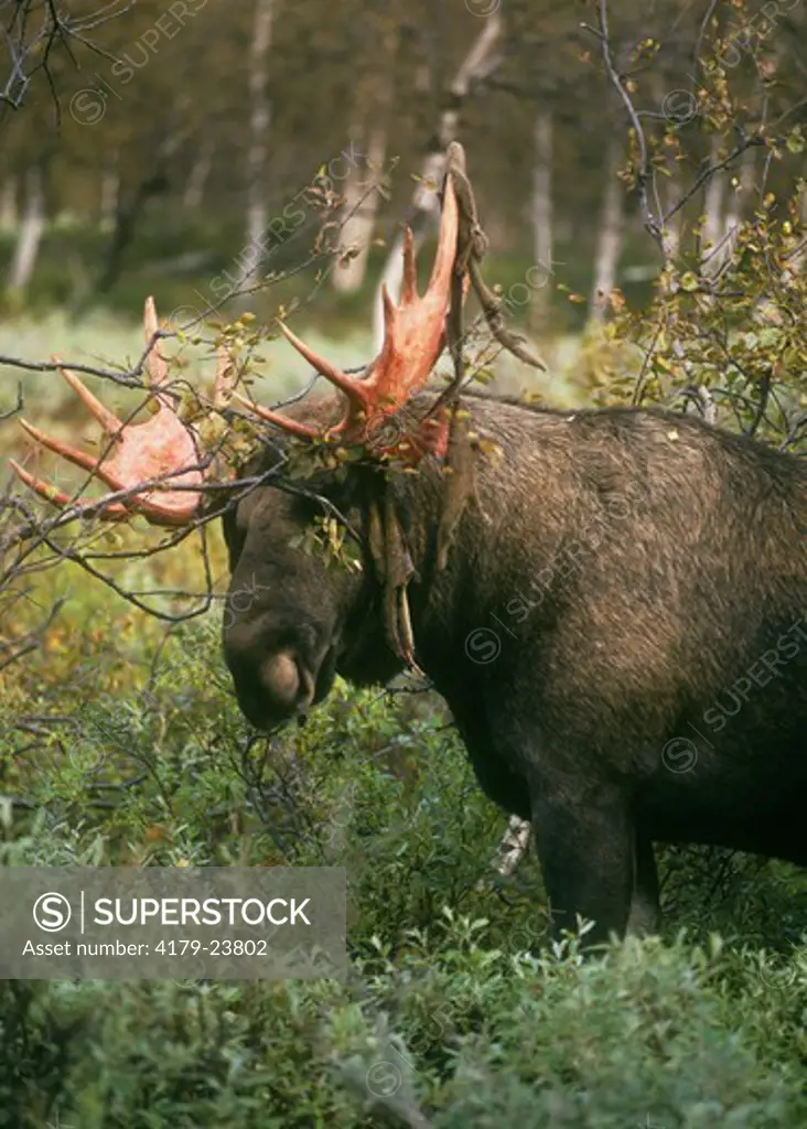 Moose scratching Velvet off Antlers, Sareks NP, Lapland, Sweden (A. alces)
