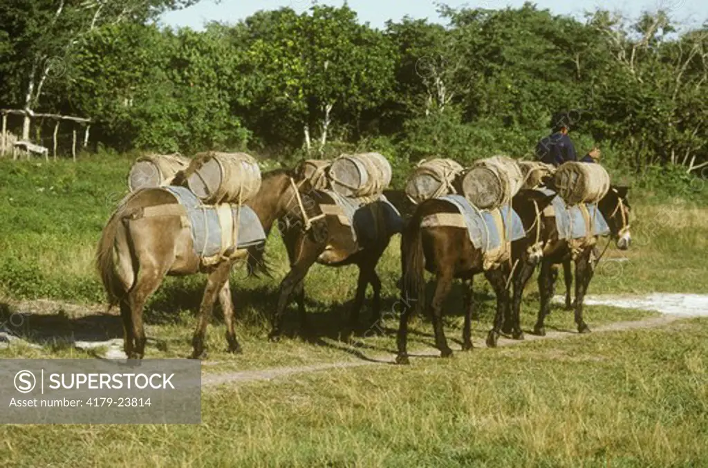 Mule Train fetching water to Chinciero Camp Campeche Mexico