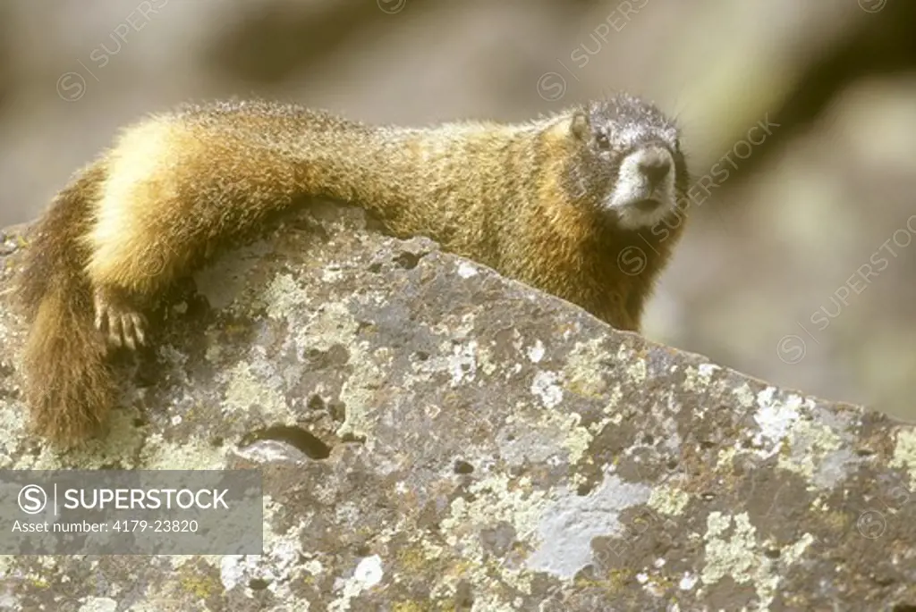 Yellow Belly Marmot (Marmota flaviventris) Yellowstone NP in April