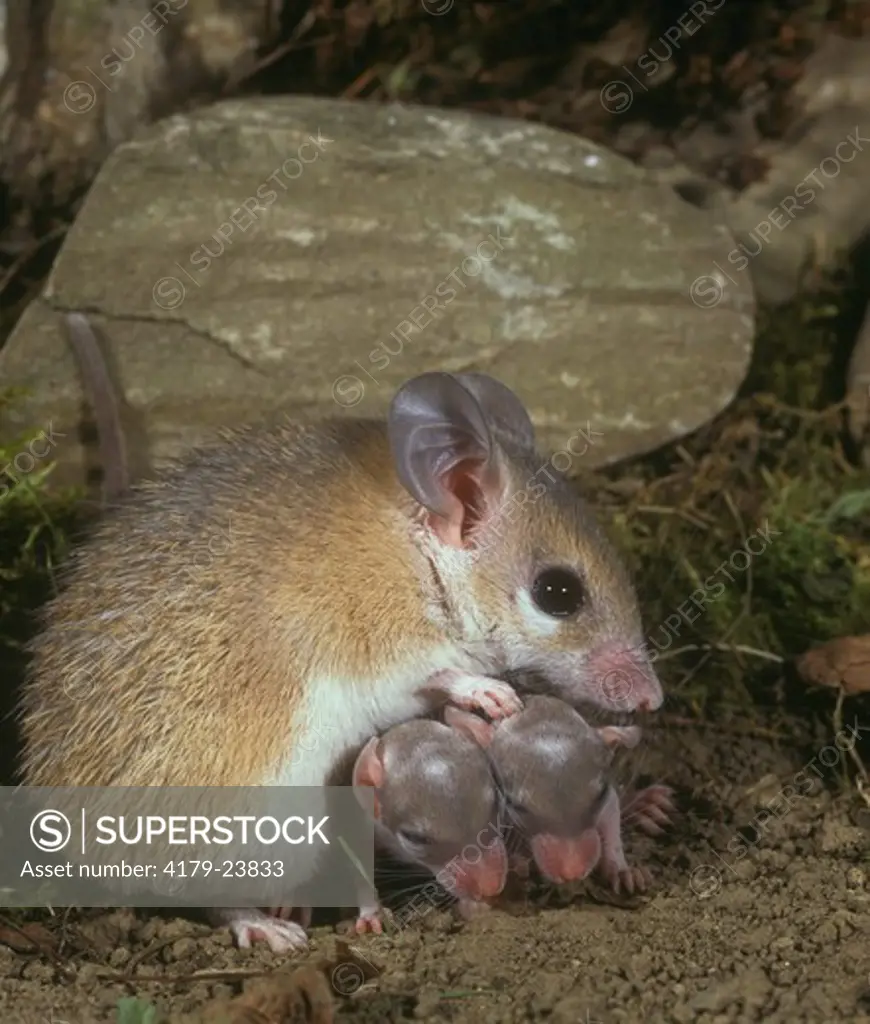 Spiny Mouse (Acomys minous) protecting young by sitting over them, Crete
