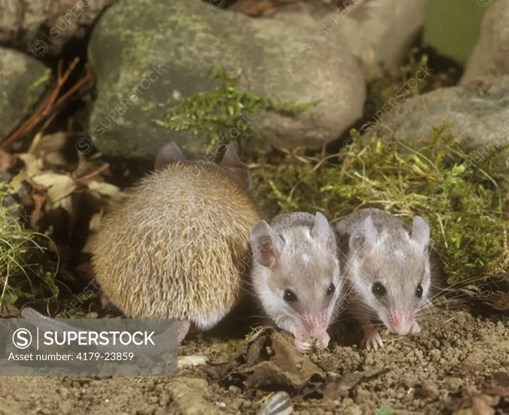 Spiny mouse, Mother's back and two young (Acomys minous) front and back
