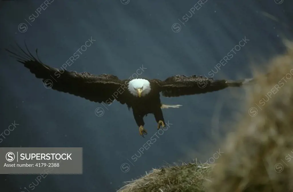 Bald Eagle in flight (haliaeetus leucocephalus)