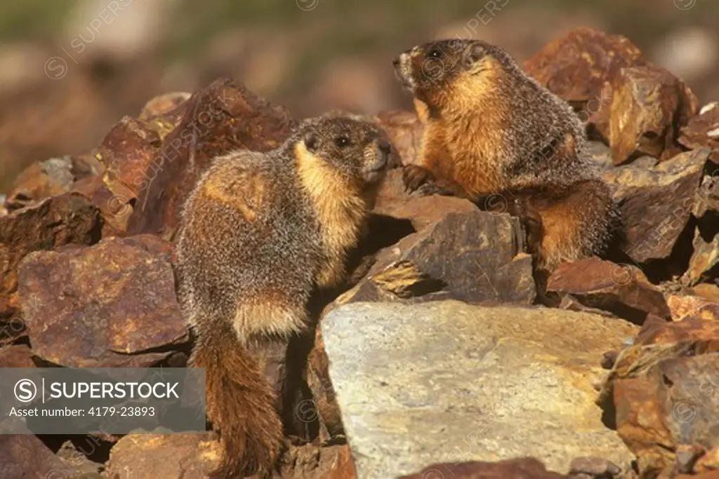 Yellow-bellied Marmots, CA,  California