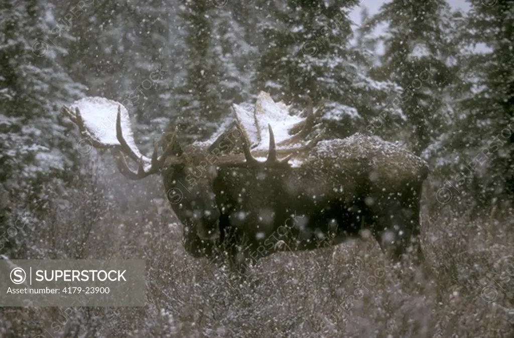 Alaska Bull Moose (Alces a gigas) Denali - Alaska
