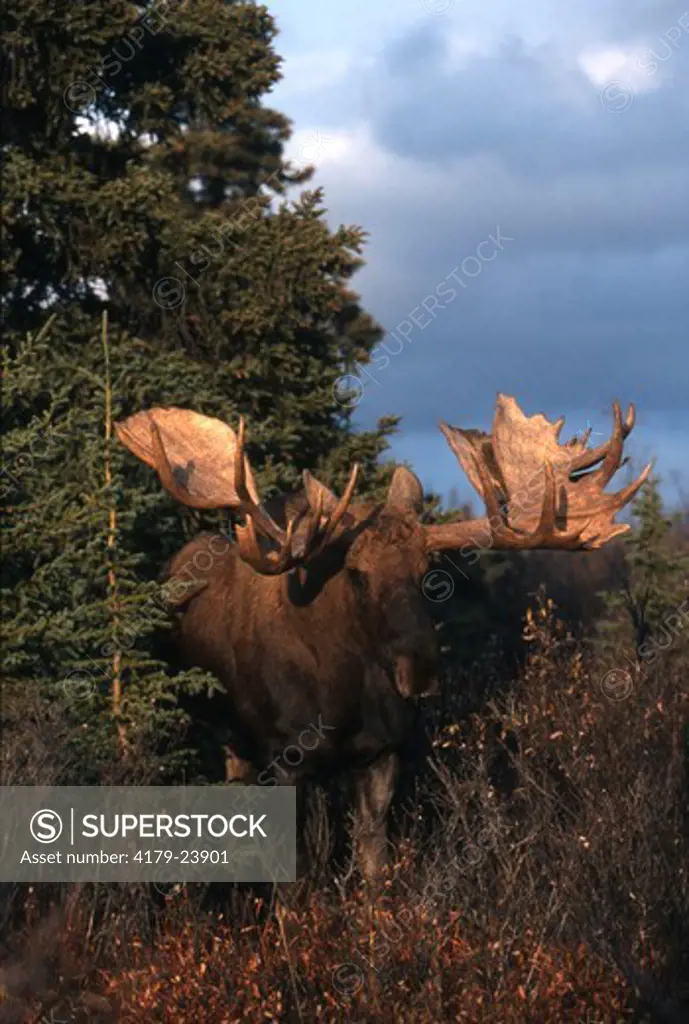 Alaska Bull Moose (Alces gigas) Denali NP, Alaska