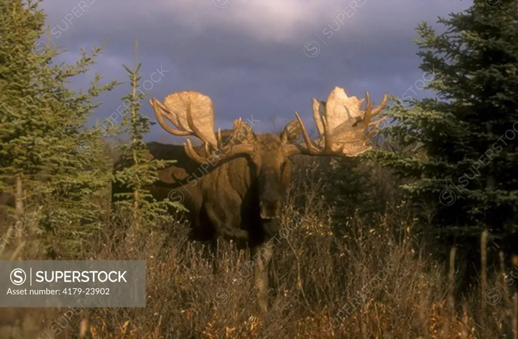 Alaska Bull Moose (Alces gigas) Denali - Alaska