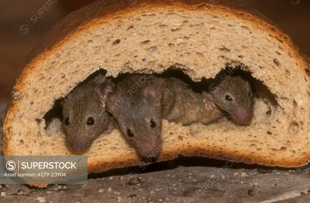 Mice curled up in bread (Mus musculus) Germany