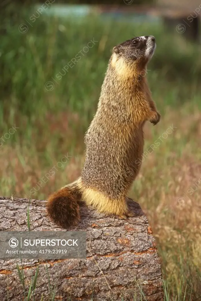 Yellow-bellied Marmot (Marmota flaviventris)  MT