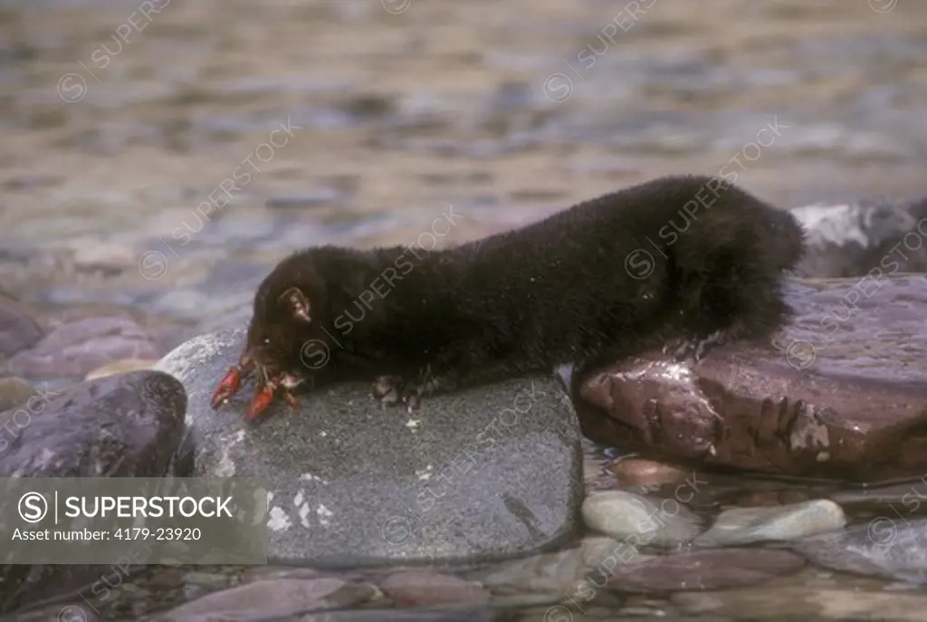 Mink with Crayfish (Mustela vison) MT