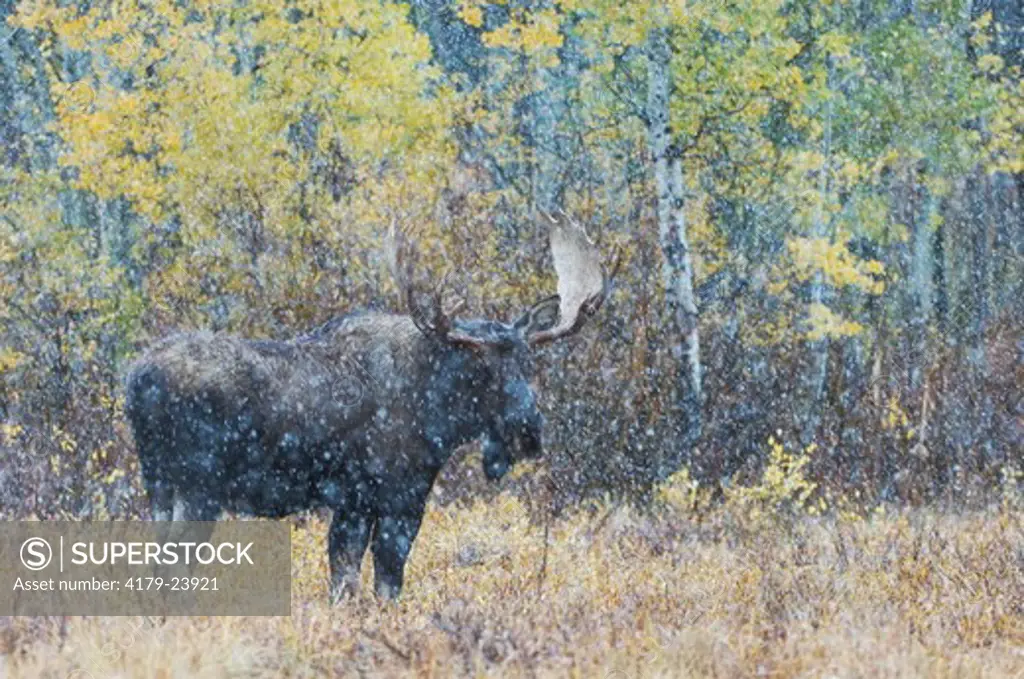 Moose (Alces alces) bull in snowstorm with aspen trees in background in fall colors, Grand Teton NP, Wyoming, September 2005