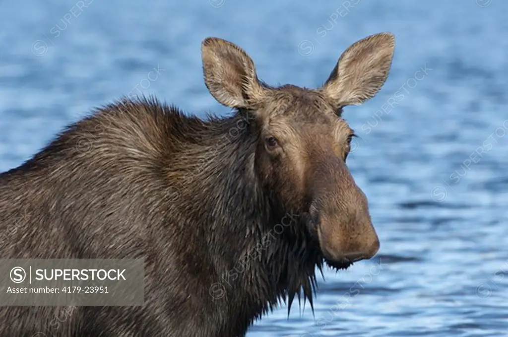 Moose (Alces alces) Baxter State Park, ME
