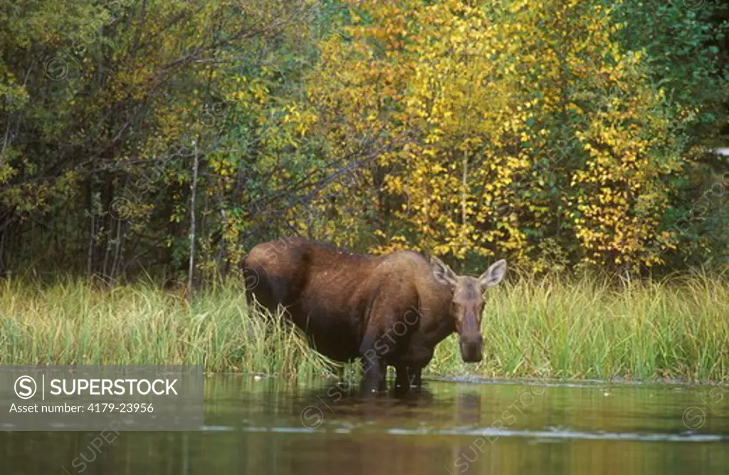 Female Moose feeding (Alces alces) Chena River State Rec. Area, Alaska