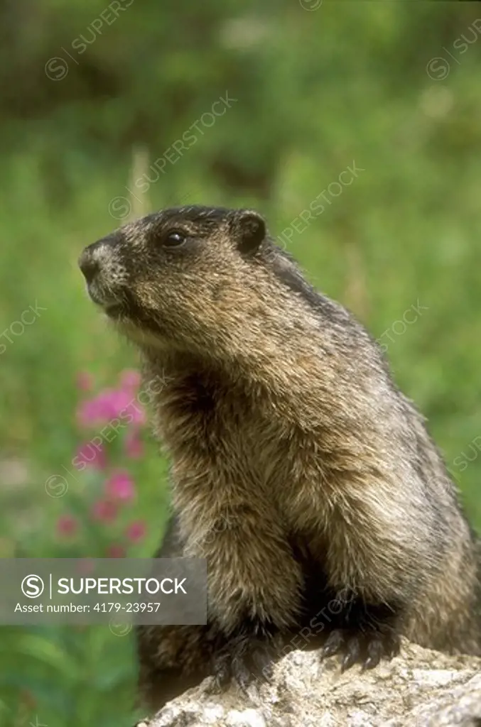 Hoary Marmot (Marmota caligata) Yoho NP, British Columbia