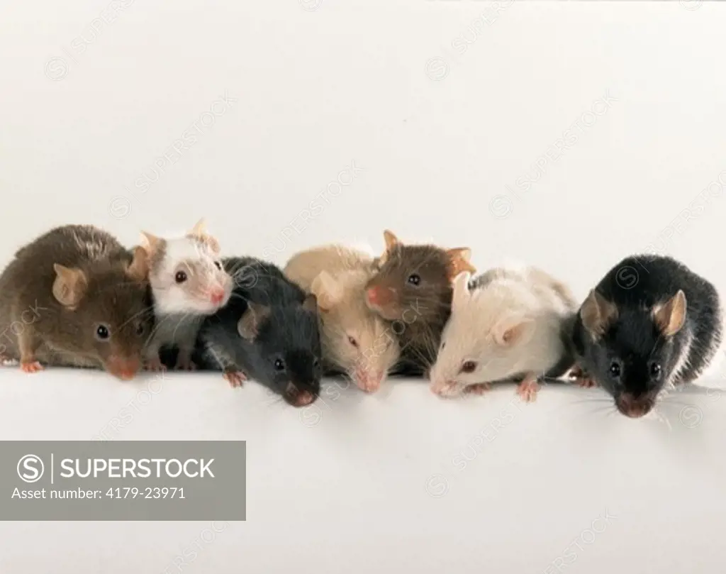 Pet mice (Mus sp) showing various fur colors