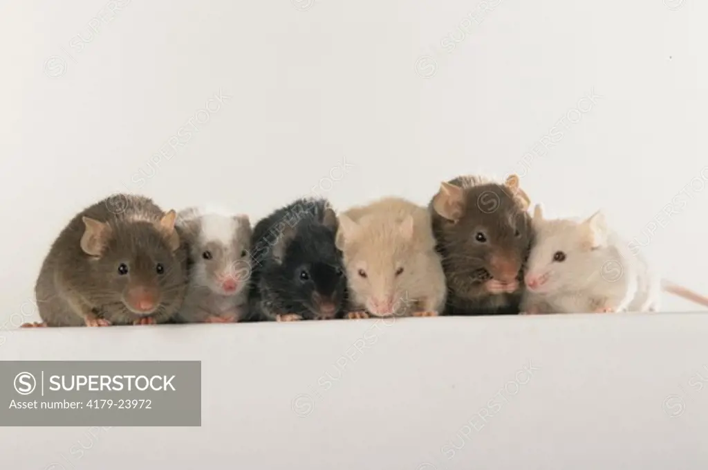 Pet mice (Mus sp) showing various fur colors