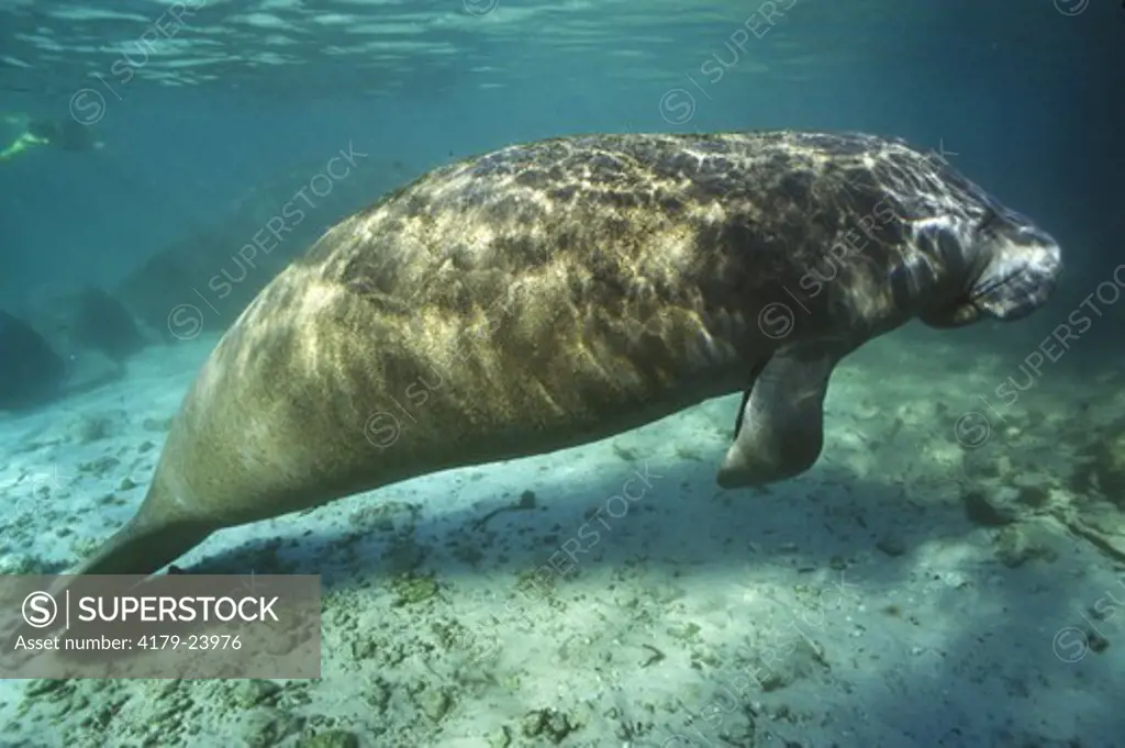 West Indian Manatee (Trichechus manatus) Crystal River, Florida