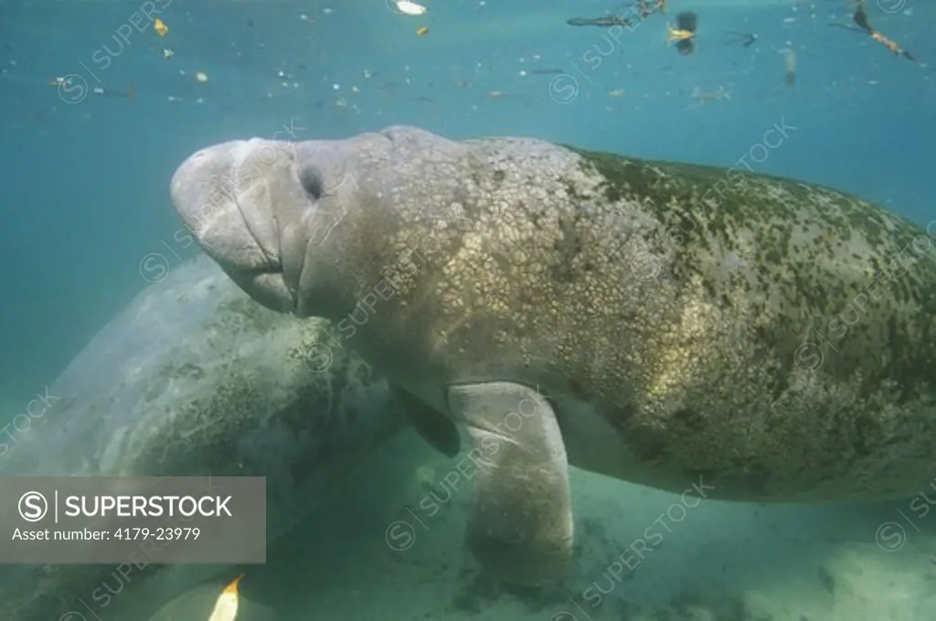 W. Indian Manatee, 3 Sisters Springs, Crystal River, Florida (Trichechus manatus)