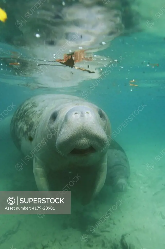 W. Indian Manatee surfaces for Air, Crystal River, FL (Trichechus manatus)