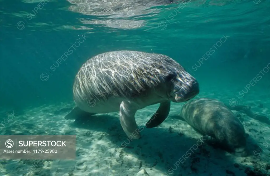 W. Indian Manatee surfacing for Air, Crystal River, FL (Trichechus manatus)