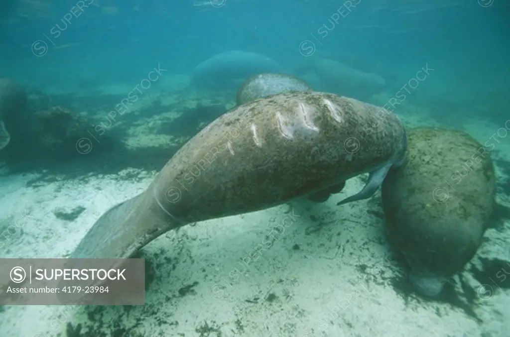 W Indian Manatee, 3 Sisters Springs, Crystal River, FL, note Propellar Scars (Trichechus manatus)