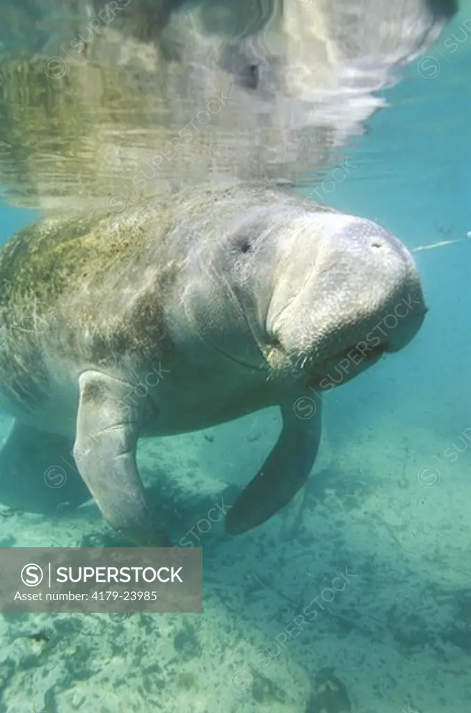 W Indian Manatee, 3 Sisters Springs, Crystal River, FL (Trichechus manatus)