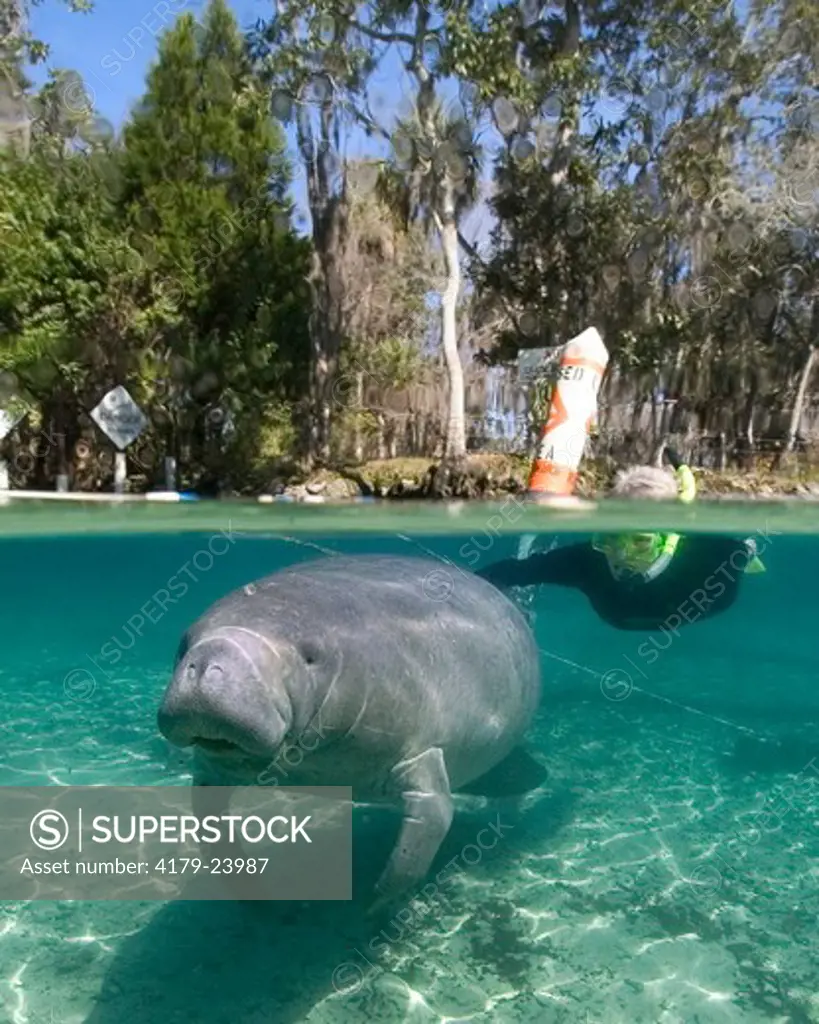 Veronica Segars with a West Indian manatee (Trichechus manatus) at Three Sister's Springs off the Crystal River in Crystal River, Florida, USA. The West Indian Manatee is a large gray or brown aquatic mammal. Adults average about 10 feet long and weigh 1,