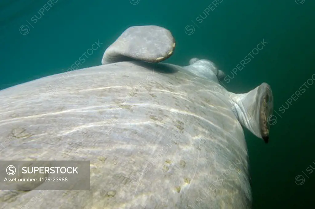 A West Indian Manatee, (Trichechus manatus) on the Crystal River near Banana Island and Kings Springs in Crystal River, Florida.