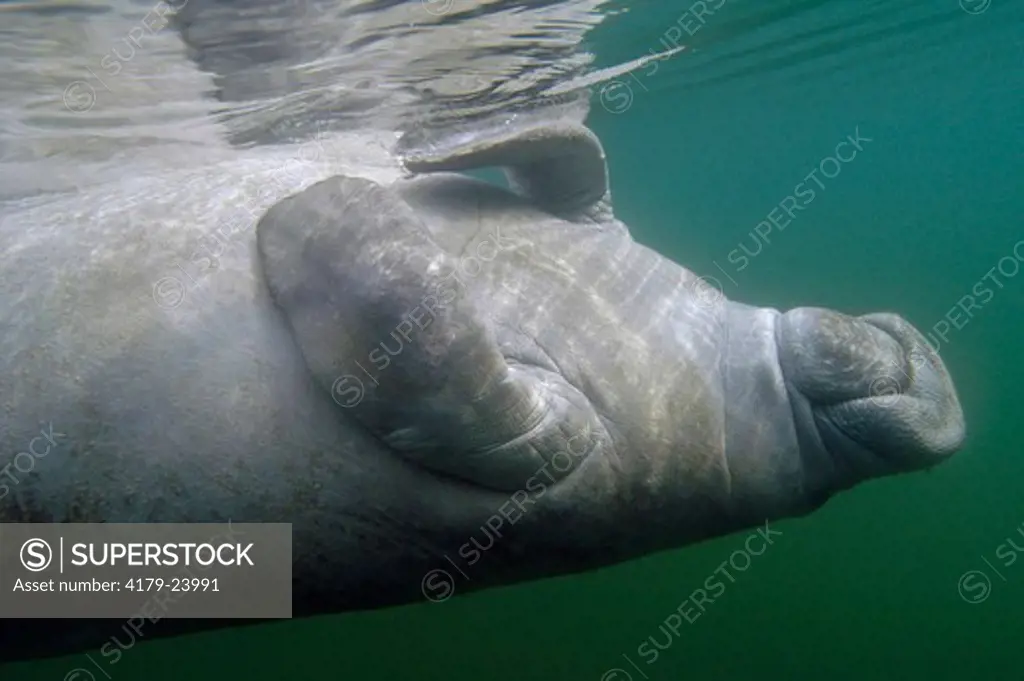 A West Indian Manatee (Trichechus manatus) on the Crystal River near Banana Island and Kings Springs in Crystal River, Florida.