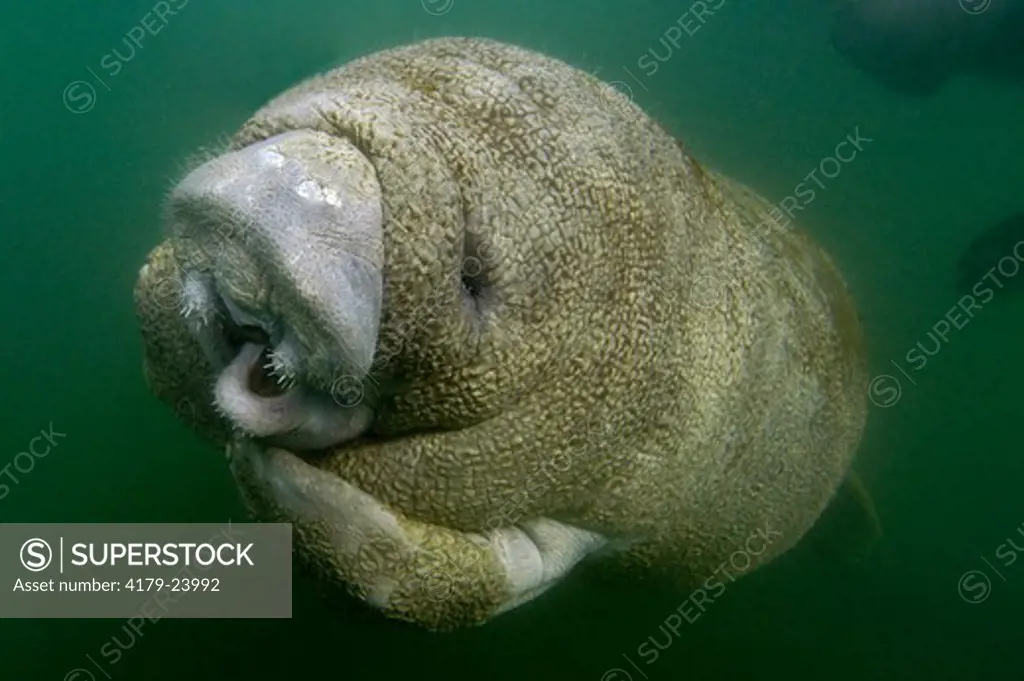 A juvenile West Indian Manatee (Trichechus manatus) on the Crystal River near Banana Island and Kings Springs in Crystal River, Florida.