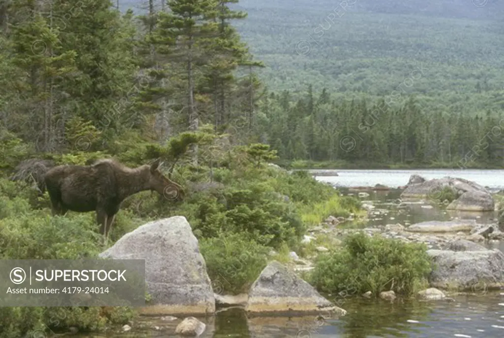 Cow Moose at Edge of Pond, (A. alces), Baxter SP, ME