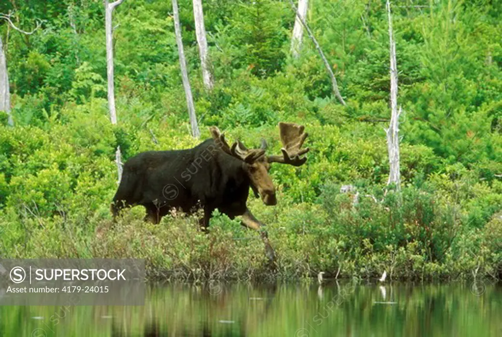 Bull Moose at Edge of Pond, (A. alces), Baxter SP, ME, Maine