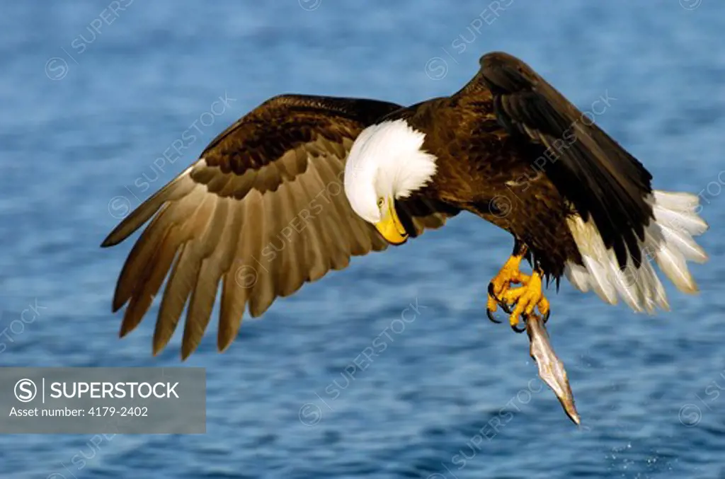Bald Eagle (Haliaeetus Leucocephalus) Fishing Homer Alaska