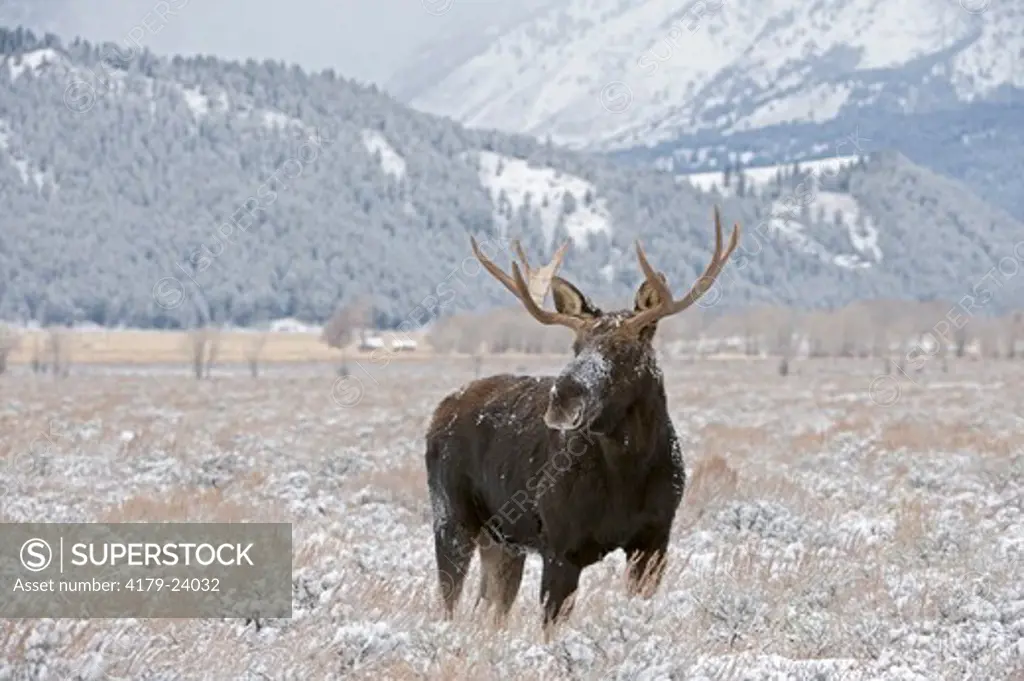 Bull Moose group in early winter snowfall in Grand Teton National Park, Wyoming  12/13/08 (alces americanus)